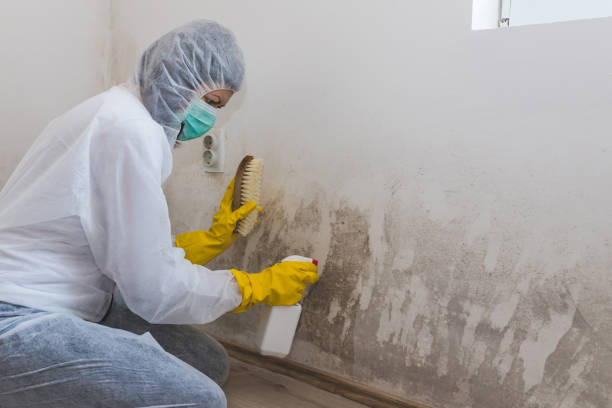 Best Residential Mold Removal  in Wrightsville, AR