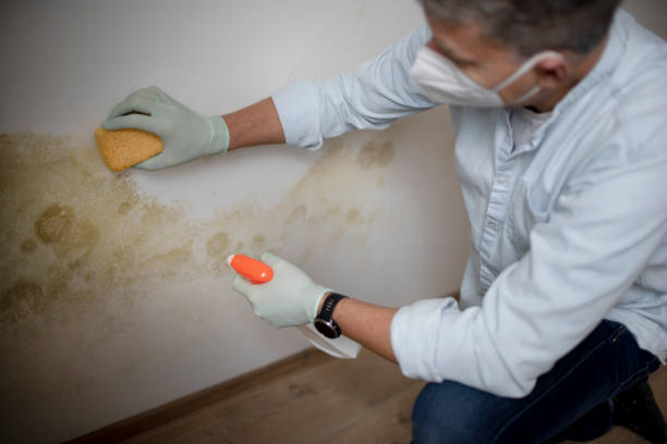 Best Home Mold Removal  in Wrightsville, AR