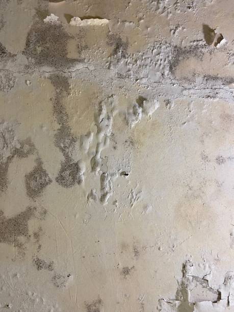 Best Mold Removal Process  in Wrightsville, AR
