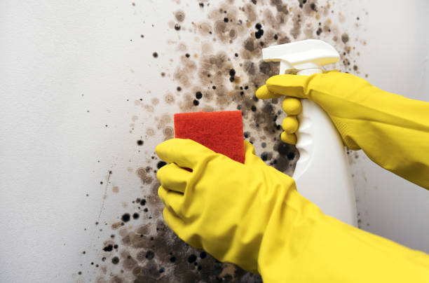 Best Mold Remediation  in Wrightsville, AR