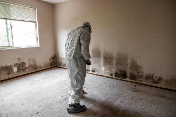 Best Local Mold Removal Service  in Wrightsville, AR