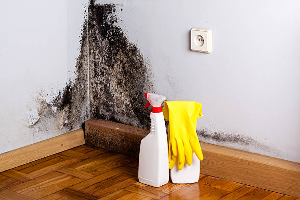 Best Best Mold Removal Companies  in Wrightsville, AR