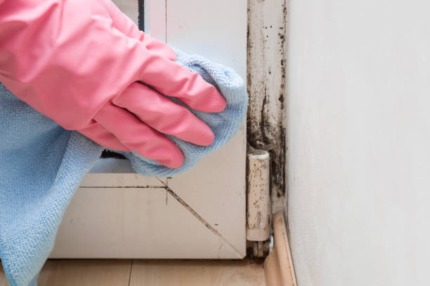 Best Mold Damage Repair  in Wrightsville, AR