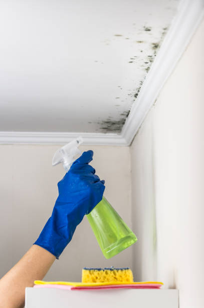 Best Black Mold Removal  in Wrightsville, AR