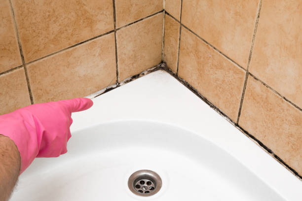 Mold Removal Process in Wrightsville, AR