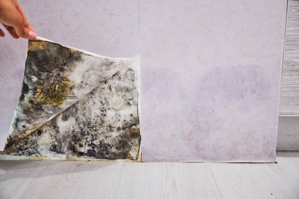 Best Same-Day Mold Removal  in Wrightsville, AR